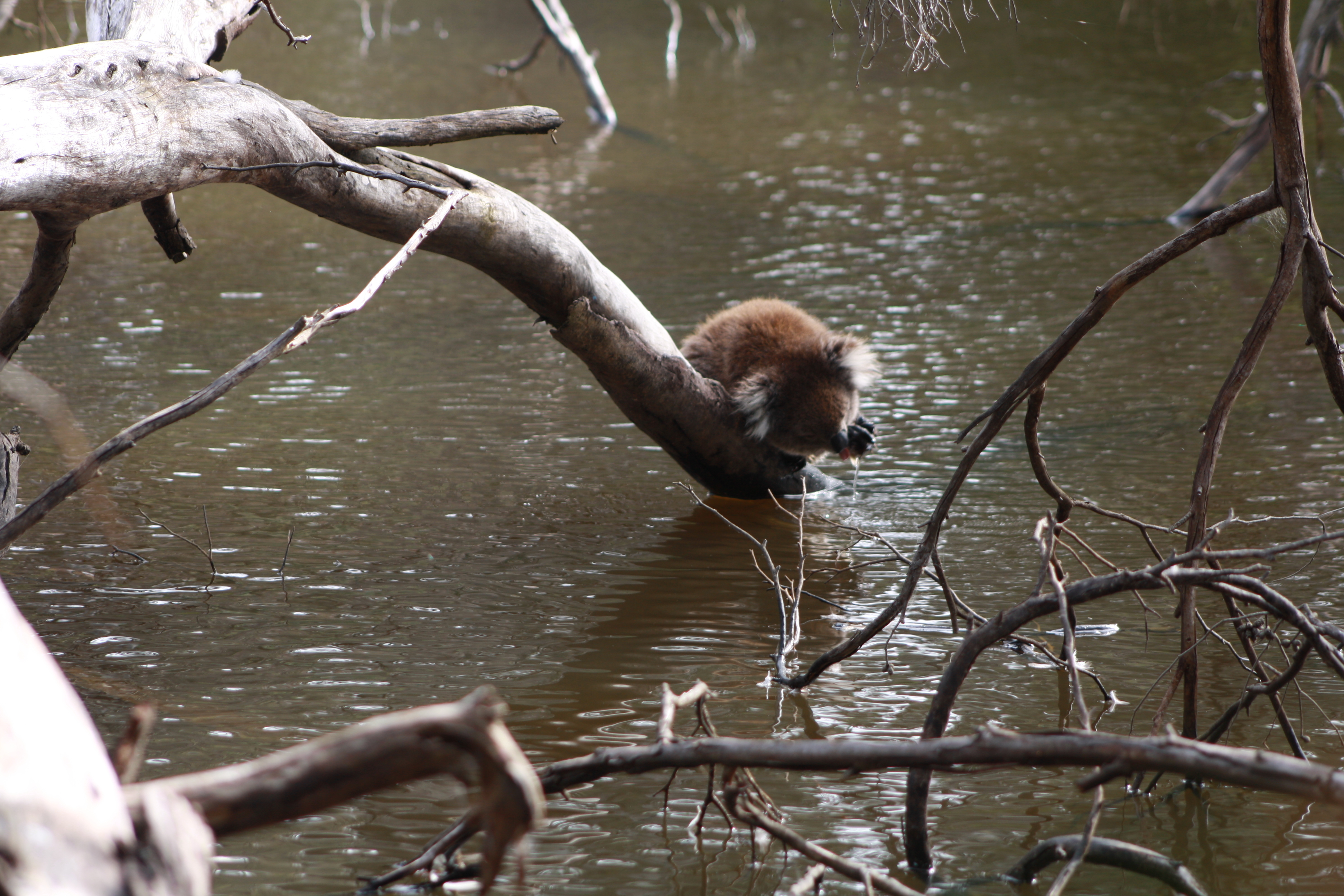 Do Koalas drink water? Website title