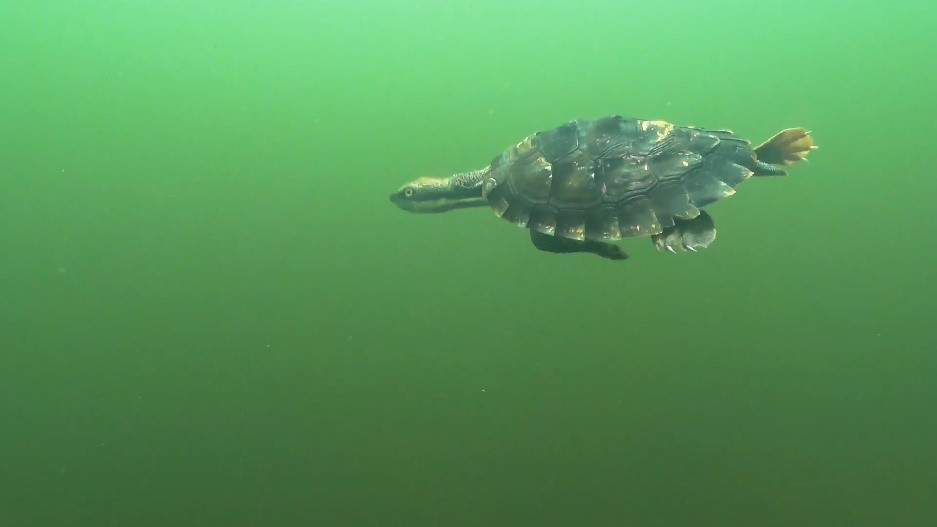 Photo of a snapping turtle