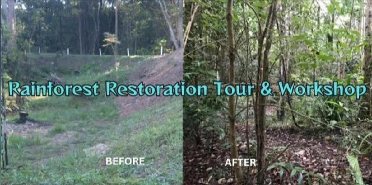 Rainforest-Restoration-Tour-Before-and-After-Picture