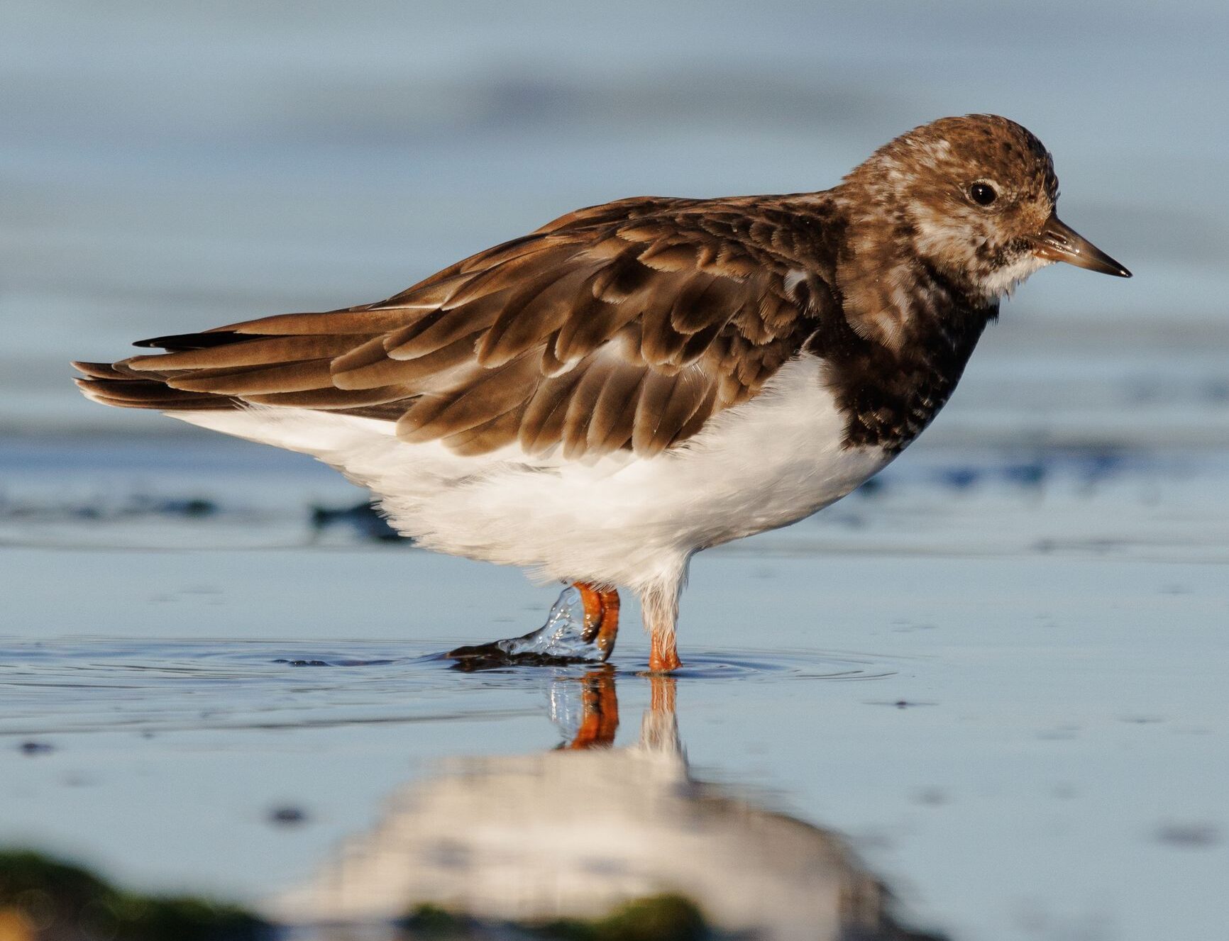 A Ruddy Turnstone bird wading in quiet shallow water with reflection.