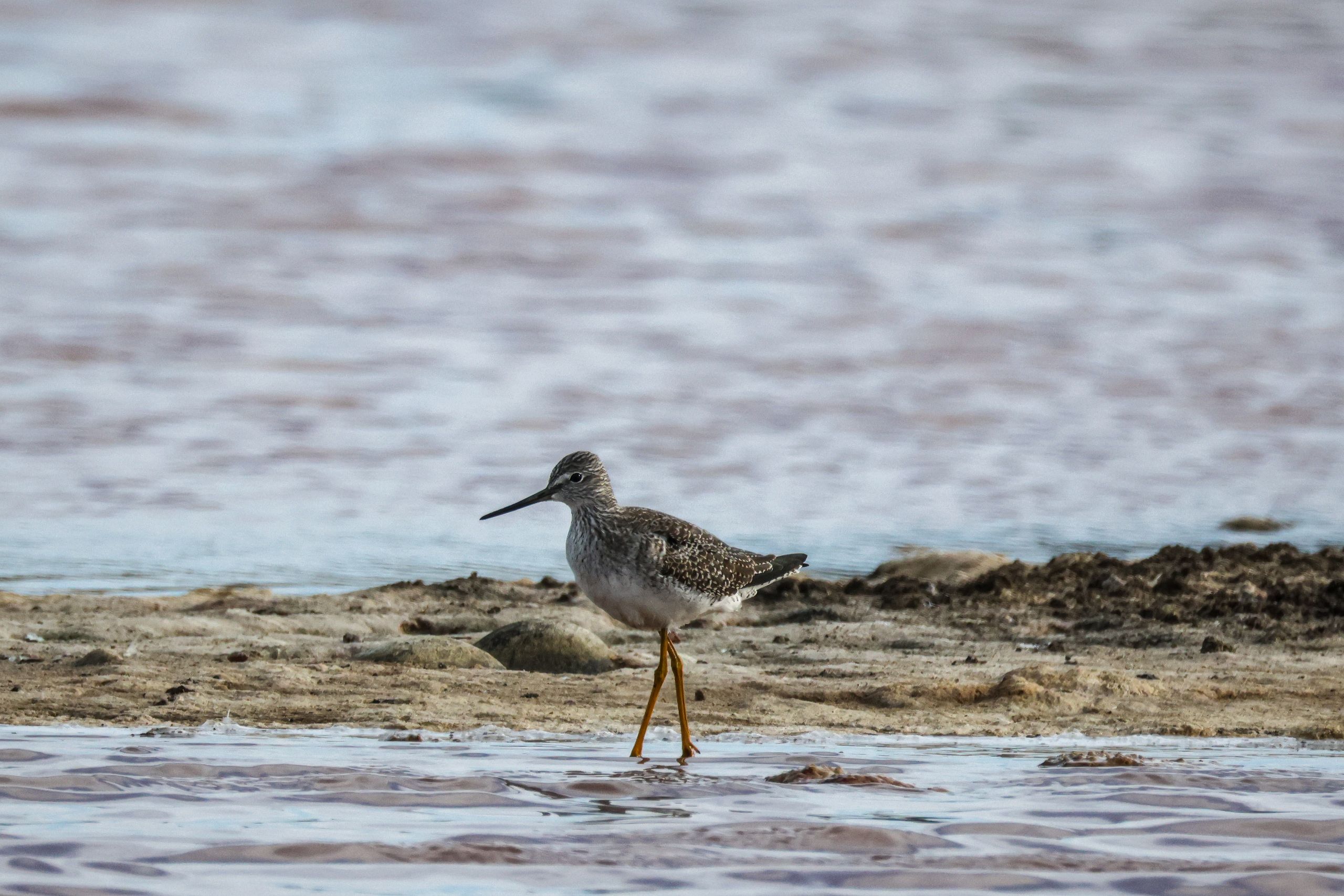 A solitary sandpiper bird walking along a tranquil shoreline, showcasing nature's beauty.