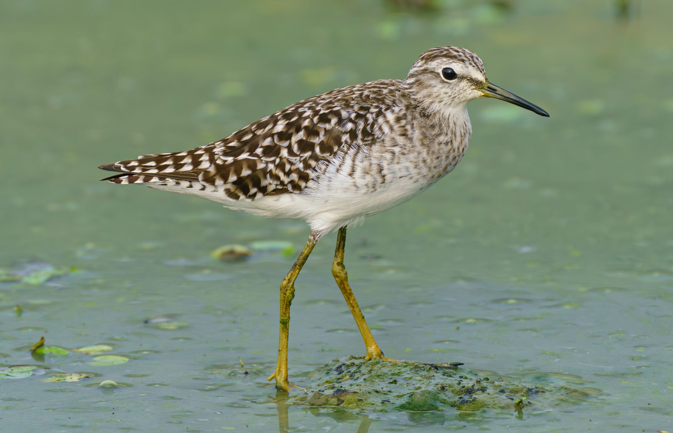 Detailed shot of a sandpiper wading in a serene pond, showcasing its reflection and natural habitat.